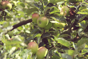 Szép almafa